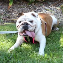 Active Dog Lead - Silver & Pink -Kazoo Store Kazoo Active walking harness Pink 6e4752d2 f67d 456b b9ea 17f5d6364dc2