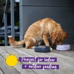 Better Bowl For Dogs - Musk Pink -Kazoo Store Kazoo BetterBowl Doodles 03 435a032b 2237 4669 9116 429a02f911c0