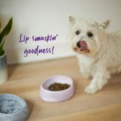 Better Bowl For Dogs - Musk Pink -Kazoo Store Kazoo BetterBowl Doodles 10 e7c6ba4a 9db9 438b 9f82 2198c8cfc44f