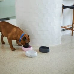 Better Bowl For Dogs - Musk Pink -Kazoo Store Kazoo BetterBowl Doodles 17 872ca21b 279b 41ee bf82 2c218a8cbc83