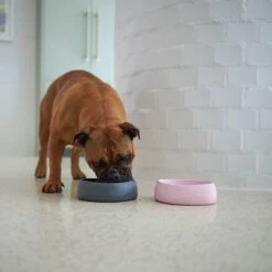 Better Bowl For Dogs - Musk Pink -Kazoo Store Kazoo BetterBowl Doodles 28 0c5e472c 5103 4ae4 a432 f372a4f28cbd