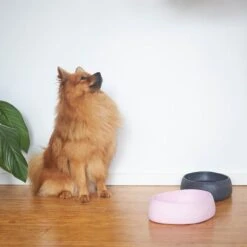 Better Bowl For Dogs - Musk Pink -Kazoo Store Kazoo BetterBowl Doodles 37