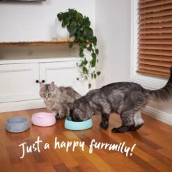 Better Bowl For Cats - Musk Pink -Kazoo Store Kazoo BetterBowl Doodles 55 1624ebd7 0e1b 4b86 aad0 1dd476e43126