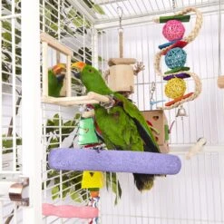 Dual Cardboard Coloured Foraging Box -Kazoo Store Kazoo BirdLS 09 751bb87b 1f05 4943 83f7 8aa0943240d5