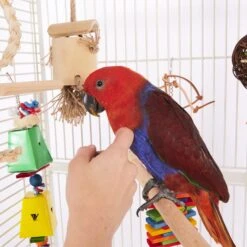 Dual Cardboard Coloured Foraging Box -Kazoo Store Kazoo BirdLS 12 18e205a8 26d8 48a2 949c af4a48d1fc10