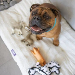 Storm Dog Pillow - Cream -Kazoo Store Kazoo CloudCushionBed LS5