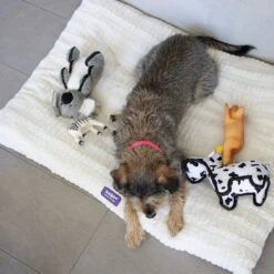 Storm Dog Pillow - Cream -Kazoo Store Kazoo CloudCushionBed LS6