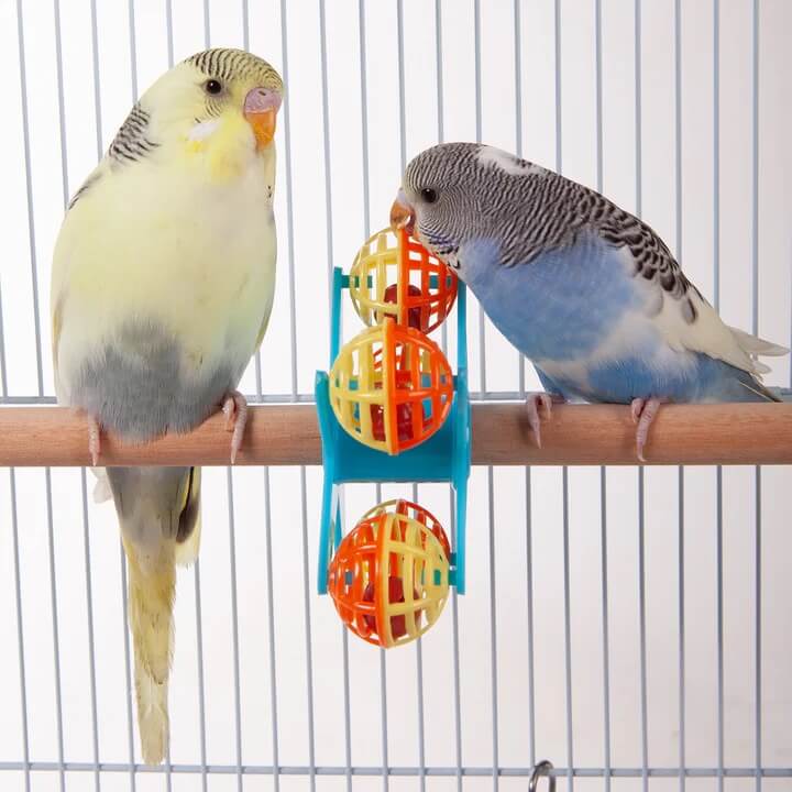 Kazoo Store -Kazoo Store Kazoo Collection Banners Bird 07