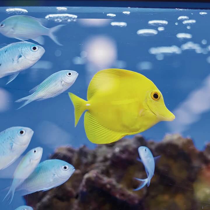 Kazoo Store -Kazoo Store Kazoo Collection Banners Fish 02