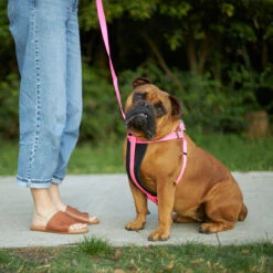Classic Walking Dog Harness - Pink -Kazoo Store Kazoo PinkTethering LS 5