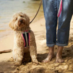 Active Walking Dog Harness - Silver & Pink 17 Active Walking Dog Harness - Silver & Pink -Kazoo Store Kazoo Pink SilverTethering LS 4