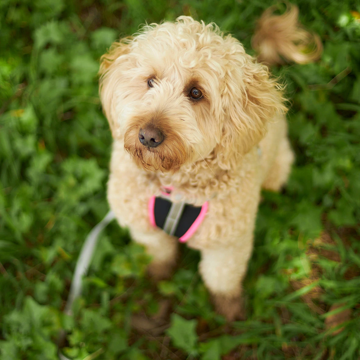 Active Walking Dog Harness - Silver & Pink 8 Active Walking Dog Harness - Silver & Pink - Image 6