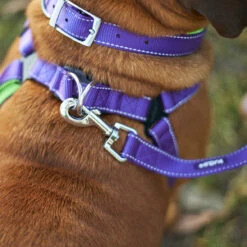Active Dog Collar - Purple & Lime -Kazoo Store Kazoo Purple LimeTethering LS 13