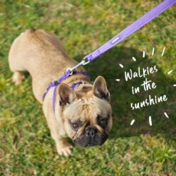 Active Dog Collar - Purple & Lime -Kazoo Store Kazoo Purple LimeTethering LS 21 Doodles