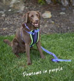 Active Walking Dog Harness - Purple & Lime -Kazoo Store Kazoo Purple LimeTethering LS 4
