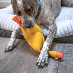 Dozy Duck Squeaky Dog Toy 17 Dozy Duck Squeaky Dog Toy -Kazoo Store Kazoo RubberToys DozyDuck LS1