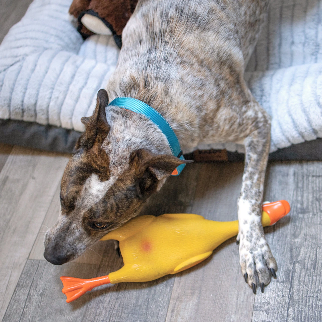 Dozy Duck Squeaky Dog Toy 5 Dozy Duck Squeaky Dog Toy - Image 3