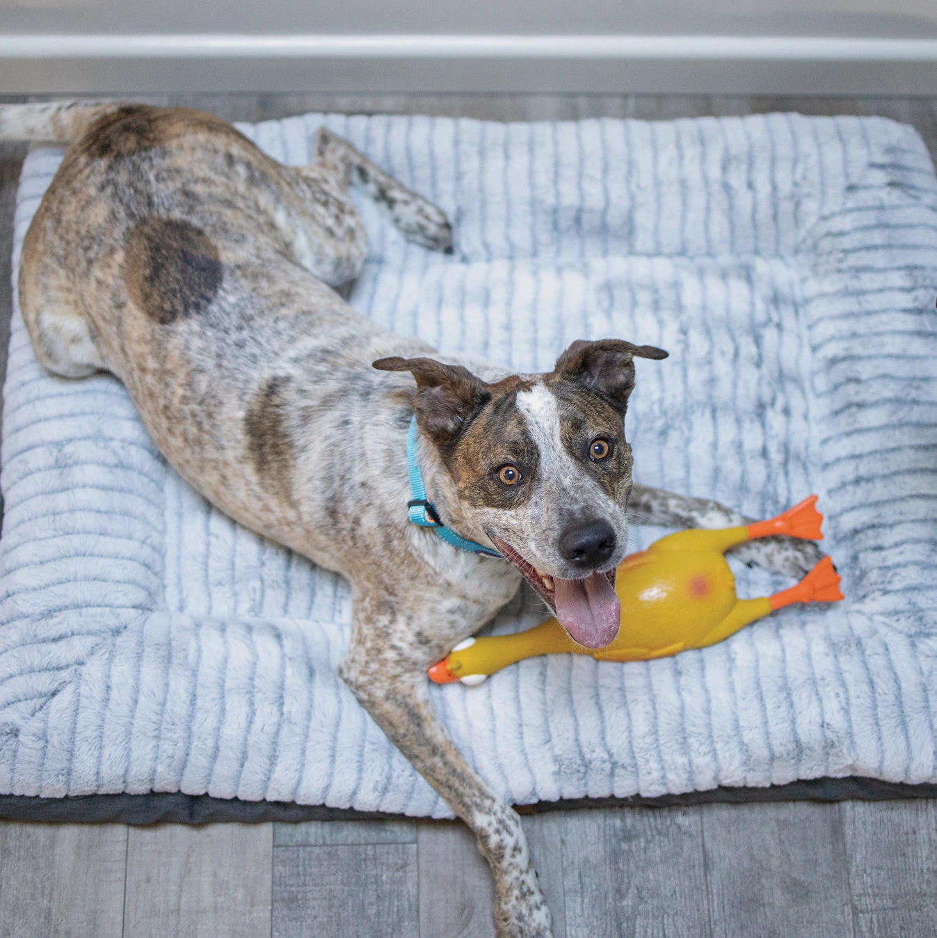 Dozy Duck Squeaky Dog Toy 10 Dozy Duck Squeaky Dog Toy - Image 8