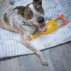 Dozy Duck Squeaky Dog Toy 14 Dozy Duck Squeaky Dog Toy -Kazoo Store Kazoo RubberToys DozyDuck LS5