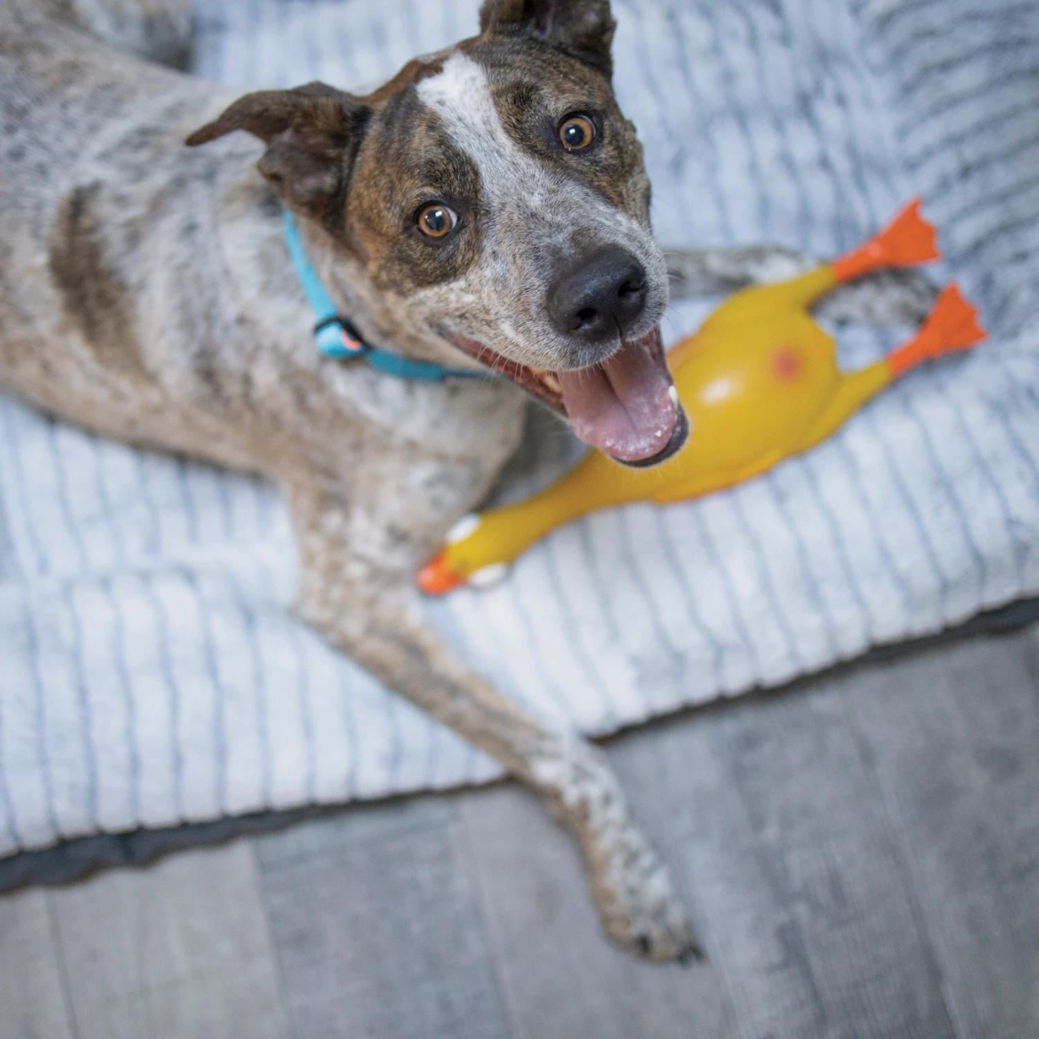 Dozy Duck Squeaky Dog Toy 6 Dozy Duck Squeaky Dog Toy - Image 4