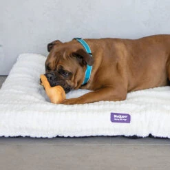 Silly Pig Squeaky Dog Toy -Kazoo Store Kazoo RubberToys PorkyPig LS2