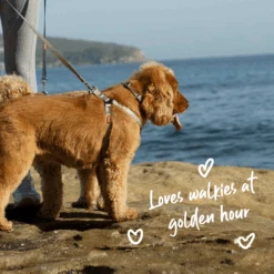 Active Walking Dog Harness - Silver & Pink 21 Active Walking Dog Harness - Silver & Pink -Kazoo Store Kazoo Silver Pink