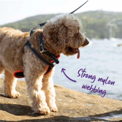 Active Dog Collar - Slate & Orange -Kazoo Store Kazoo Slate Orange D2 5eba4038 89ce 4adc b50f d2afc93fcae9