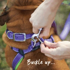 Active Walking Dog Harness - Purple & Lime -Kazoo Store Spring22 Carousel3 12