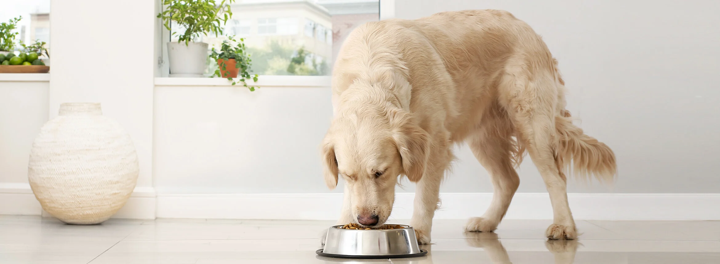 Kazoo Store -Kazoo Store header